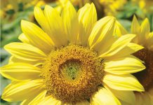 Wisselbou kan gewasproduksiese wins verhoog