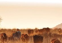 Bek-en-klouseer se invloed op die mark bekyk