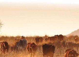 Bek-en-klouseer se invloed op die mark bekyk