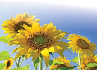 Graan- en oliesadeverbruik: Rekords spat in die 2018/2019-seisoen