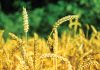Is SA’s grain industry moving towards sustainability?