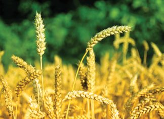 Is SA’s grain industry moving towards sustainability?