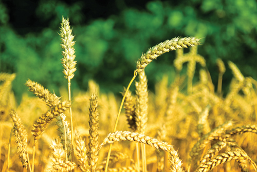 Is SA's grain industry moving towards sustainability?