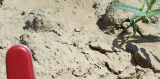 SOIL: THE PRODUCER’S MOST IMPORTANT ASSET Part 16: Organic material in soil (iii)