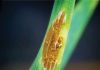 A novel study: Biological suppression of wheat stem rust