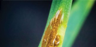 A novel study: Biological suppression of wheat stem rust