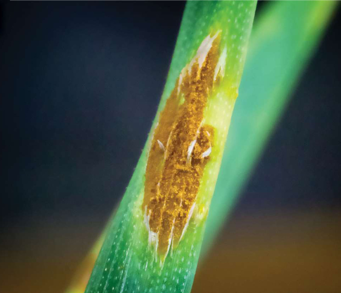 A novel study: Biological suppression of wheat stem rust