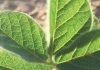 Annual soybean crop quality under scrutiny