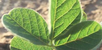 Annual soybean crop quality under scrutiny