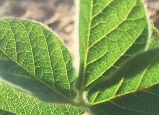 Annual soybean crop quality under scrutiny