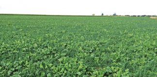 Geïntegreerde gewas-en aangeplanteweiding-gebaseerde lewendehawe-produksiestelsels – Deel 26: Integrasie van aangeplanteweiding-ruslande met graangewasstelsels