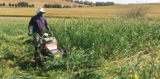 Dekgewasbestuur se effek in wintergraanstelsels