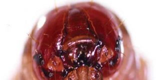 Insect rearing on artificial diets