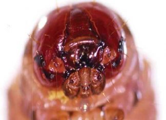 Insect rearing on artificial diets