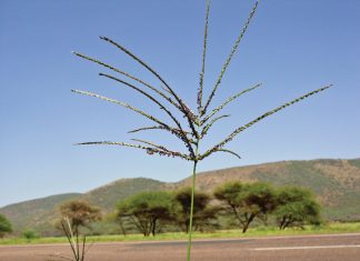 Geïntegreerde gewas- en aangeplante weiding-gebaseerde lewendehawe-produksiestelsels – Deel 3: Smutsvingergras (Digitaria eriantha)