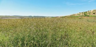 Geïntegreerde gewas- en aangeplante weiding-gebaseerde lewendehawe-produksiestelsels – Deel 4: Rhodesgras (Chloris gayana)