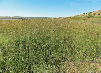 Geïntegreerde gewas- en aangeplante weiding-gebaseerde lewendehawe-produksiestelsels – Deel 4: Rhodesgras (Chloris gayana)