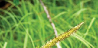 Geïntegreerde gewas- en aangeplante weiding-gebaseerde lewendehawe-produksiestelsels – Deel 6: Bloubuffelsgras (Cenchrus ciliaris)