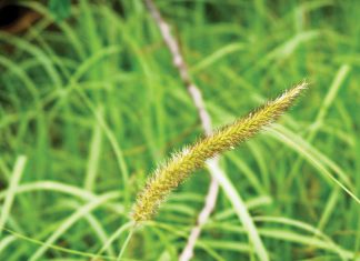 Geïntegreerde gewas- en aangeplante weiding-gebaseerde lewendehawe-produksiestelsels – Deel 6: Bloubuffelsgras (Cenchrus ciliaris)