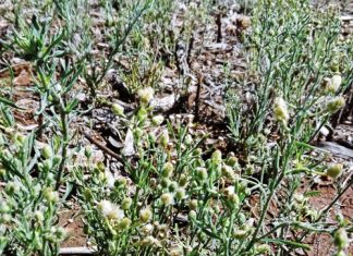 Skraalhanse – een van SA se grootste probleemonkruide