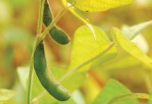 Groot deurbraak vir sojaboonbedryf: Só werk die heffing