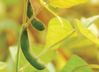 Groot deurbraak vir sojaboonbedryf: Só werk die heffing