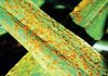 Update on wheat rusts in South Africa