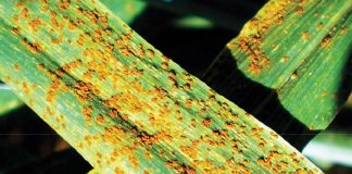 Update on wheat rusts in South Africa