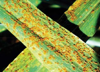 Update on wheat rusts in South Africa