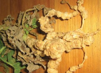 Aalwurmbeheer op eenjarige gewasse: Is dit regtig nodig?