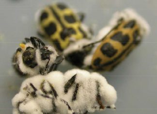 Towards a better understanding of entomopathogens for insect biocontrol