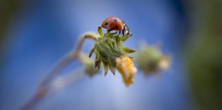 A look at integrated pest management