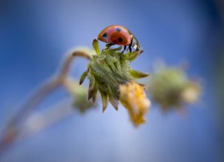 A look at integrated pest management