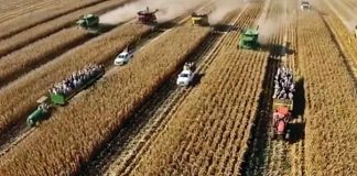 Stropers, balers jaag mekaar