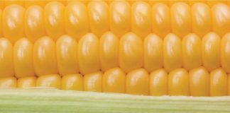 Die belangrikheid van markinligting: Wat leer ons daaruit?