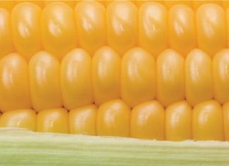 Die belangrikheid van markinligting: Wat leer ons daaruit?