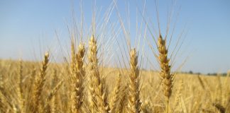 Dekgewasbestuur se effek in wintergraanstelsels