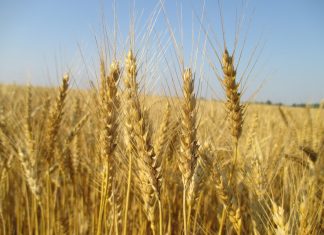 Dekgewasbestuur se effek in wintergraanstelsels