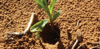 Gerbils in agriculture: Impact and ecologically based control