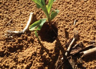 Gerbils in agriculture: Impact and ecologically based control