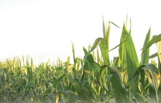 Basterseleksie met verwysing na meerkoppigheid en spruite