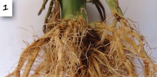 The effect of plant stress induced by northern corn leaf blight in maize