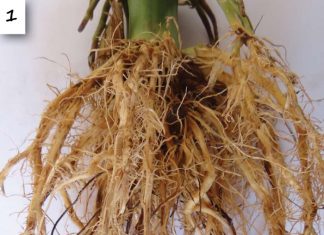 The effect of plant stress induced by northern corn leaf blight in maize