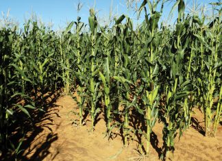 Spruite: Goed of sleg?