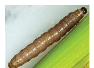 Herfskommandowurm: Toevlugsoord benadruk