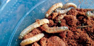 Overlapping false armyworm populations…a possible reason for outbreaks