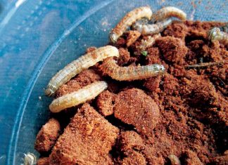 Overlapping false armyworm populations…a possible reason for outbreaks