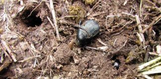 Contribution of insects in agriculture: The value of ecosystem functions