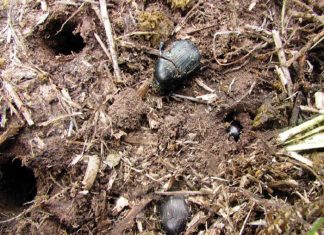 Contribution of insects in agriculture: The value of ecosystem functions