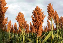 Tekort aan sorghumsaad kry aandag